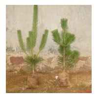 供應黑松，側(cè)柏