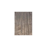 供紅葉楊 速生楊 皂角樹 黃金槐 臭椿樹，榆樹