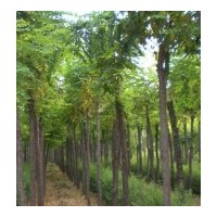 供應刺槐樹苗，洋槐樹，河北刺槐，刺槐價格