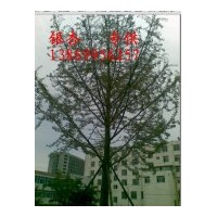 供應(yīng)18公分銀杏實生苗