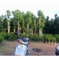 供應(yīng)高山榕