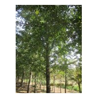 供應(yīng)20-30公分銀杏樹