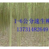 供應(yīng)速生柳、速生柳價格、速生柳基地、西藏速生柳