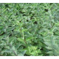 急售，扦插苗，蘭葉忍冬，紫葉風(fēng)箱果，東北連翹