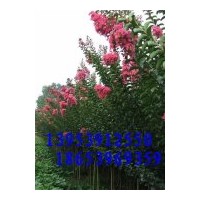 供應水杉、紫薇、紫葉李