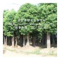供應(yīng)湖南移栽香樟