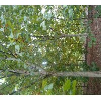 大量供應(yīng)速生法桐、造型法桐。5—25工分法桐