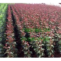 售梨苗、桃苗、蘋果苗、甜茶苗。