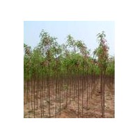 專供香花槐/2-8公分香花槐/質(zhì)優(yōu)價(jià)廉/首選春秋苗圃