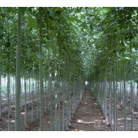 專供毛白楊 2-9公分毛白楊 價(jià)低量大首選苗農(nóng)種植基地直銷