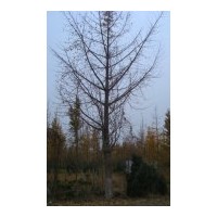 【17公分銀杏】