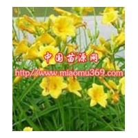 綠化苗木大花萱草肉苗木價格|苗木行情