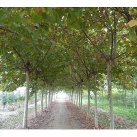 供應(yīng)造型法桐