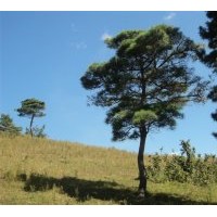 平頂松 高3----6米