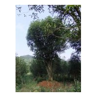 供應(yīng)50過(guò)量4-5-6公分的桂花樹(shù)及30公分的叢生大桂花樹(shù)