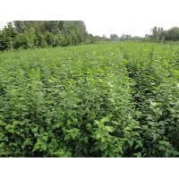 大量供應(yīng)木槿