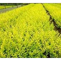 金葉女貞價(jià)格,江蘇金葉女貞價(jià)格,丨金葉女貞基地價(jià)格,