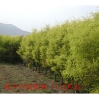 供應(yīng)(黃金寶樹(shù)）袋苗