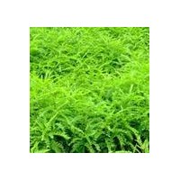 供應(yīng)皂角苗皂角樹山西皂角苗皂角苗種植