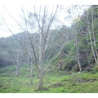 供應3公分5 公分8公分10公分核桃樹、梨樹蘋果樹、山楂樹、桃樹