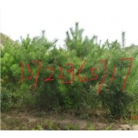 供應樟子松，白樺樹，油松，柞樹，椴樹，蒙古櫟，云杉，五角楓