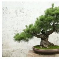 供應(yīng)紅豆杉 羅漢松 香樟小苗綠化苗木