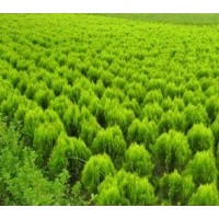 供應(yīng)灑金柏/高度30-50公分灑金柏/灑金柏優(yōu)質(zhì)供應(yīng)商-首選揚(yáng)帆苗圃