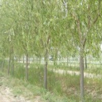 喬木基地直銷垂柳.櫻花.紫薇.紅葉李.銀杏