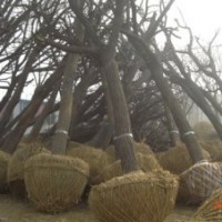 供應(yīng)十五公分國(guó)槐價(jià)格供應(yīng)十五公分國(guó)槐山東建民苗木基地