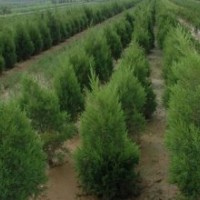 長期供應(yīng)30-50-90公分側(cè)柏，1.2-1.5-1.8-2米側(cè)柏