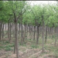 哪里國槐價(jià)格便宜 山東大國槐基地 國槐苗木價(jià)格