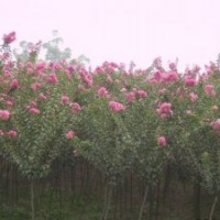 供應(yīng)紫薇價格 紫薇批發(fā) 紫薇基地