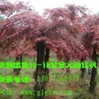 供應(yīng)紅楓