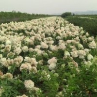 大量出售大花水亞木