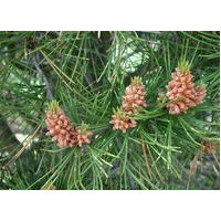 山西苗木基地油松國槐基地白皮松側(cè)柏價(jià)格