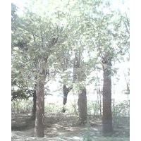 白蠟、國槐、榆樹、柳樹、紫葉李、木槿、法桐