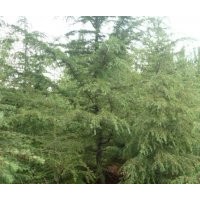 供應(yīng)雪松