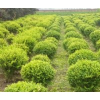 供應(yīng)各種規(guī)格綠化苗木 大葉女貞，金葉女貞，大小葉黃楊