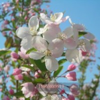 供應(yīng)北美海棠 西府海棠 冬紅海棠（長壽果）開心果