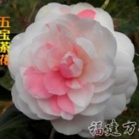 批發(fā)銷售-茶花精品-五寶茶花-萬芳園藝