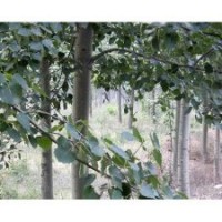 千頭椿/毛白楊/速生柳/垂柳