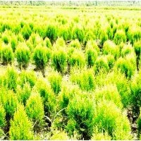供應龍柏球，蜀檜球，灑金柏球，鋪地柏苗木
