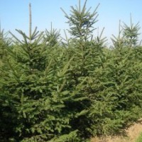 大量50公分-15米云杉，油松