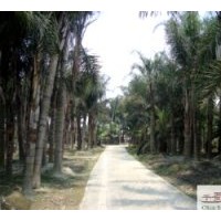 成都工程蒲葵 扇葉葵、葵扇