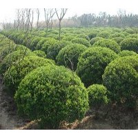 成都工程苗圃苗木雀舌黃楊高度：30-35公分