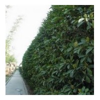 大量江蘇張家港法國(guó)冬青供應(yīng)