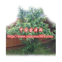 碧桃苗木專業(yè)供應(yīng)商！