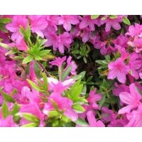 四川成都繡球花高40-50公分