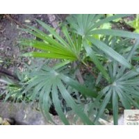 供應(yīng)苗木棕竹高度：40-50公分