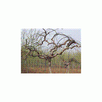 供國(guó)槐苗，柳樹(shù)苗/白蠟苗，椿樹(shù)苗，法桐苗合歡苗等